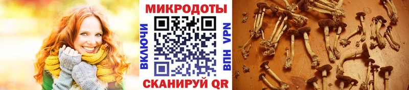 Галлюциногенные грибы Psilocybe  Муром 
